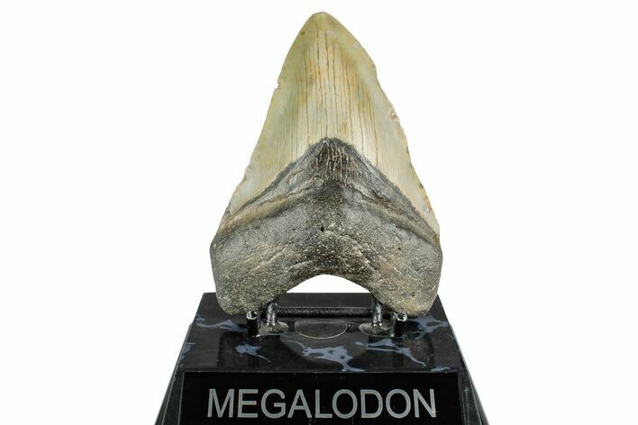 Fossil Megalodon Tooth - North Carolina #355839
